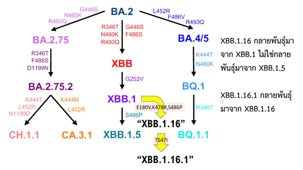 โค วิด สาย พันธุ์ ใหม่ xbb 1.16 อาการ โค วิด xbb โค วิด ระลอก ใหม่ โค วิด สาย พันธุ์ ใหม่ ล่าสุด โค วิด สาย พันธุ์ ใหม่