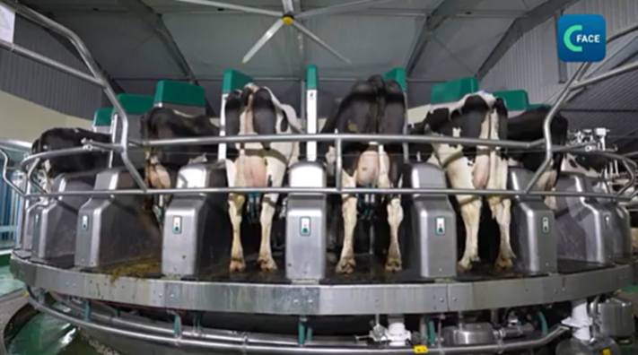 เครื่องรีดนมวัวอัจฉริยะจีน รีดนมวัวได้ 32 ตัว ใน 6 นาที - TOPNEWS