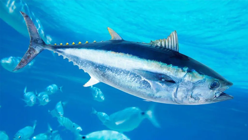 วันทูน่าโลก, ทูน่า, ใกล้สูญพันธุ์, World Tuna Day, ทูน่ากระป๋อง, Bluefin Tuna, ทูน่าครีบน้ำเงินเหนือ, การประมง, เรือประมง