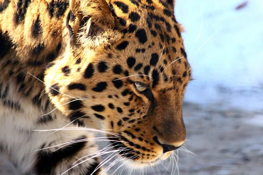 วันเสือดาวสากล, สัตว์ป่า, เสือดาว, เสือดำ,​ นักล่า, ใกล้สูญพันธุ์, IUCN, พระราชบัญญัติสงวนและคุ้มครองสัตว์ป่า พ.ศ. 2535