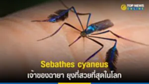 ยุงที่สวยที่สุดในโลก, ยุง, Sebathes cyaneus, ป่าเขตร้อน, เกี้ยวพาราสี, ยุง Sabethes