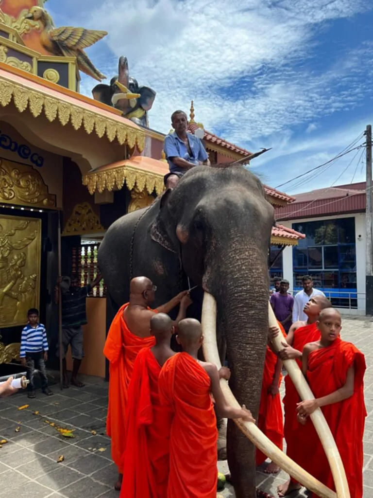 ช้างไทย, ช้างไทยในศรีลังกา, พลายศักดิ์สุรินทร์, ศรีลังกา, Rally for Animal Rights & Environment, กรมอุทยานแห่งชาติ สัตว์ป่า และพันธุ์พืช, ช้างตกมัน, ควาญช้าง