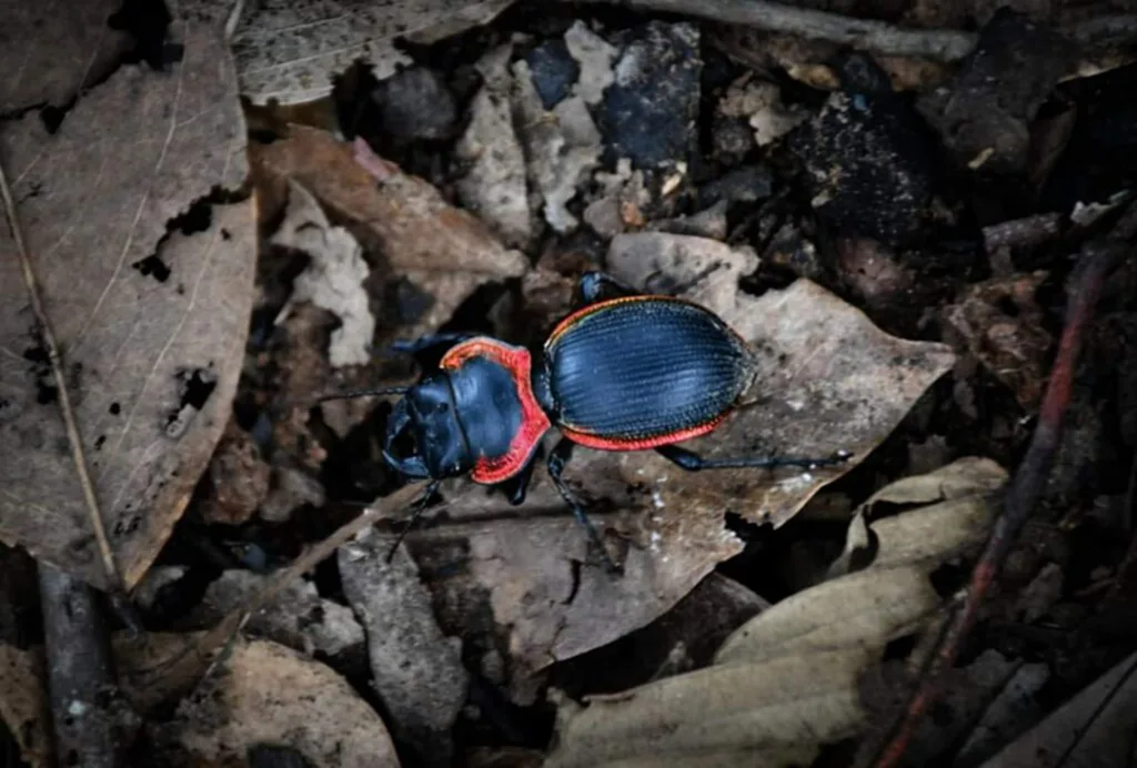 แมลงคุ้มครอง, ด้วงดินขอบแดง, ใลก้สูญพันธุ์, Carabidae, นักสะสมแมลง, สัตว์ป่าคุ้มครองจำพวกแมลง, พระราชบัญญัติสงวนและคุ้มครองสัตว์ป่า พ.ศ. 2535