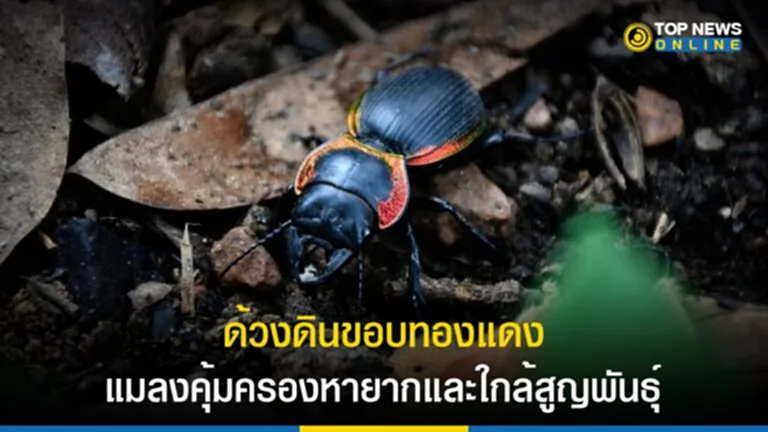 แมลงคุ้มครอง, ด้วงดินขอบแดง, ใลก้สูญพันธุ์, Carabidae, นักสะสมแมลง, สัตว์ป่าคุ้มครองจำพวกแมลง, พระราชบัญญัติสงวนและคุ้มครองสัตว์ป่า พ.ศ. 2535