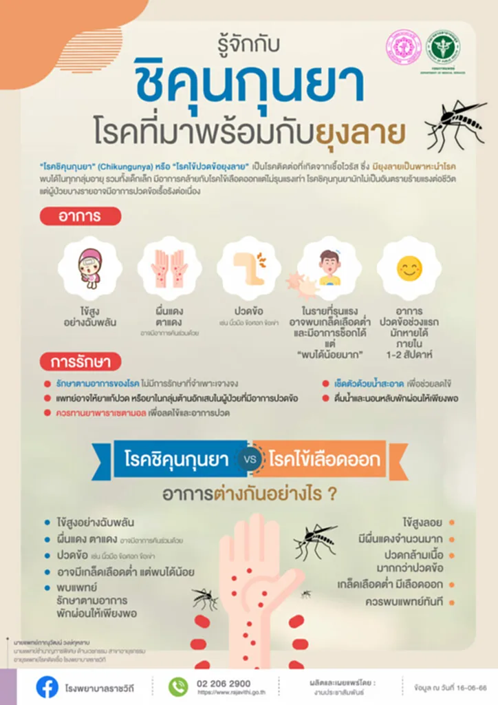 ชิคุนกุนยา, ไข้ ชิ คุ น กุน ยา อาการ, โรค ชิ คุ น กุน ยา คือ, ชิ คุ น กุน ยา รักษา ยัง ไง, ฤดูฝน, ไข้เลือดออก, โรคไข้ปวดข้อยุงลาย