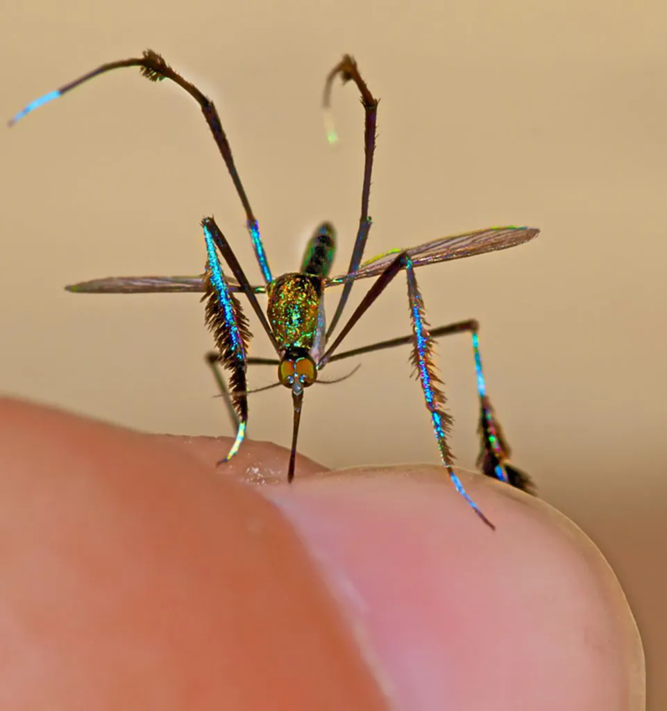 ยุงที่สวยที่สุดในโลก, ยุง, Sebathes cyaneus, ป่าเขตร้อน, เกี้ยวพาราสี, ยุง Sabethes