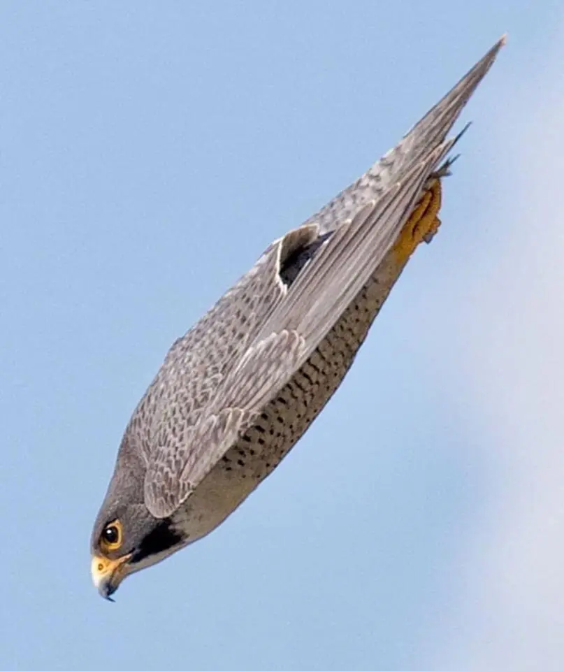 เหยี่ยวเพเรกริน, สัตว์ที่เร็วที่สุดในโลก, เสือชีตาห์, Guinness World Records, peregrine falcon