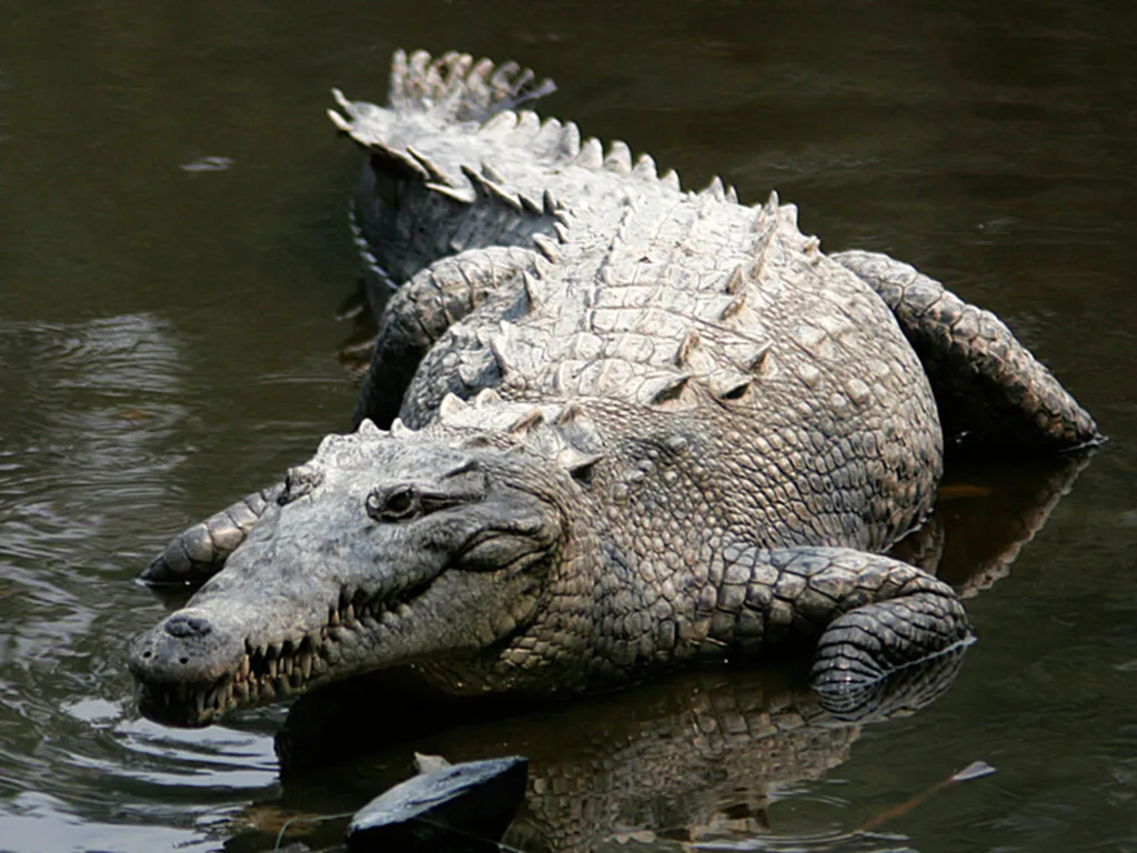 จระเข้, จระเข้ตัวเมีย, ออกไข่, ไม่ต้องผสมพันธุ์, Crocodylus acutus, Parthenogenesis, สืบพันธุ์, สืบพันธุ์แบบไม่อาศัยเพศ, Terminal fusion automixis