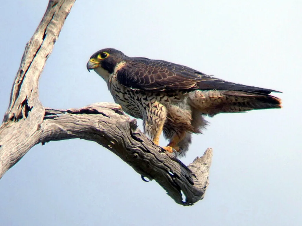 เหยี่ยวเพเรกริน, สัตว์ที่เร็วที่สุดในโลก, เสือชีตาห์, Guinness World Records, peregrine falcon