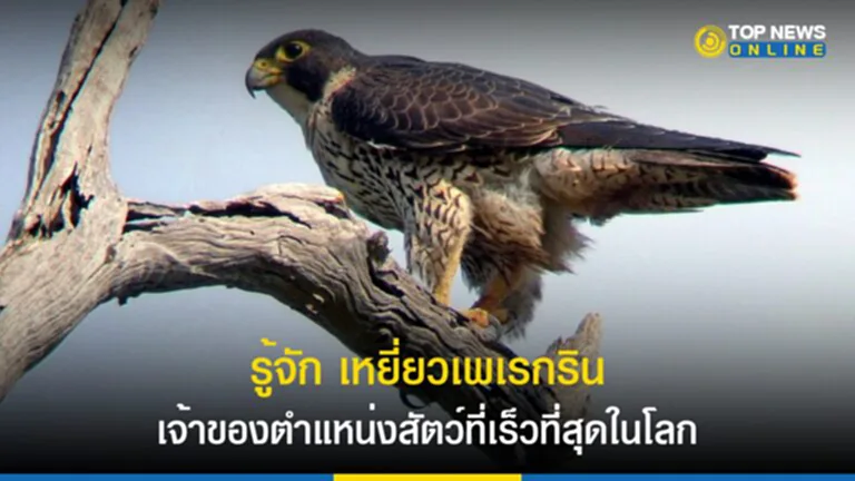 เหยี่ยวเพเรกริน, สัตว์ที่เร็วที่สุดในโลก, เสือชีตาห์, Guinness World Records, peregrine falcon