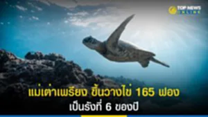 แม่เต่าเพรียง ขึ้นวางไข่ 165 ฟอง เป็นรังที่ 6 ของปี