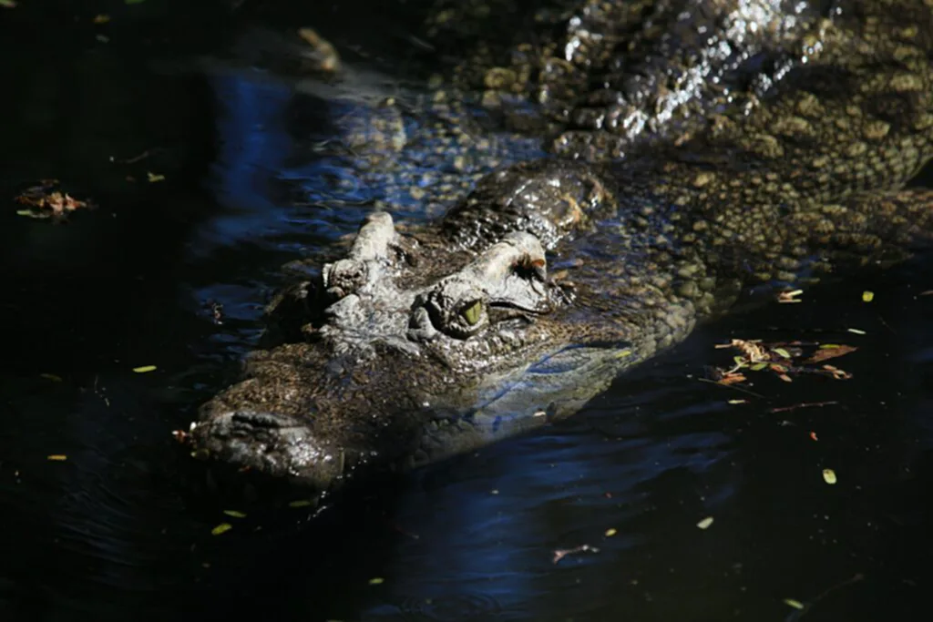 จระเข้, จระเข้ตัวเมีย, ออกไข่, ไม่ต้องผสมพันธุ์, Crocodylus acutus, Parthenogenesis, สืบพันธุ์, สืบพันธุ์แบบไม่อาศัยเพศ, Terminal fusion automixis