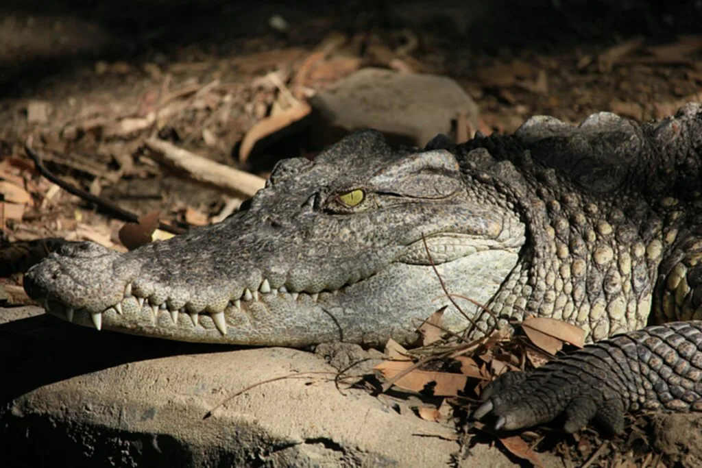 จระเข้, จระเข้ตัวเมีย, ออกไข่, ไม่ต้องผสมพันธุ์, Crocodylus acutus, Parthenogenesis, สืบพันธุ์, สืบพันธุ์แบบไม่อาศัยเพศ, Terminal fusion automixis