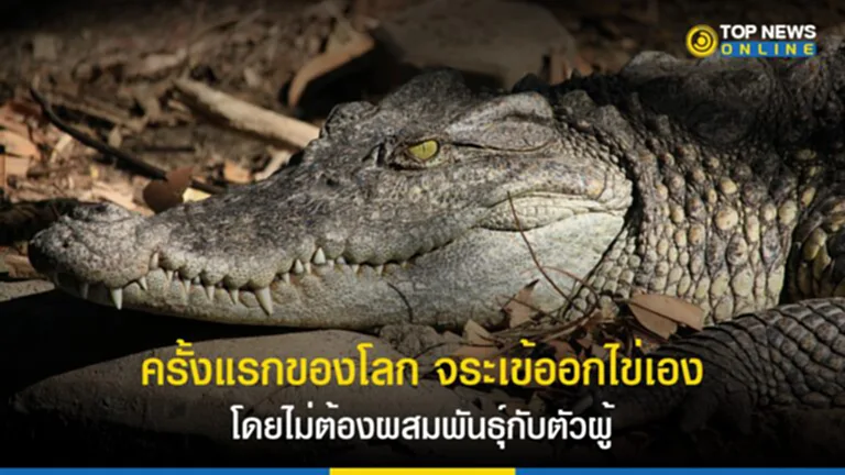 จระเข้, จระเข้ตัวเมีย, ออกไข่, ไม่ต้องผสมพันธุ์, Crocodylus acutus, Parthenogenesis, สืบพันธุ์, สืบพันธุ์แบบไม่อาศัยเพศ, Terminal fusion automixis