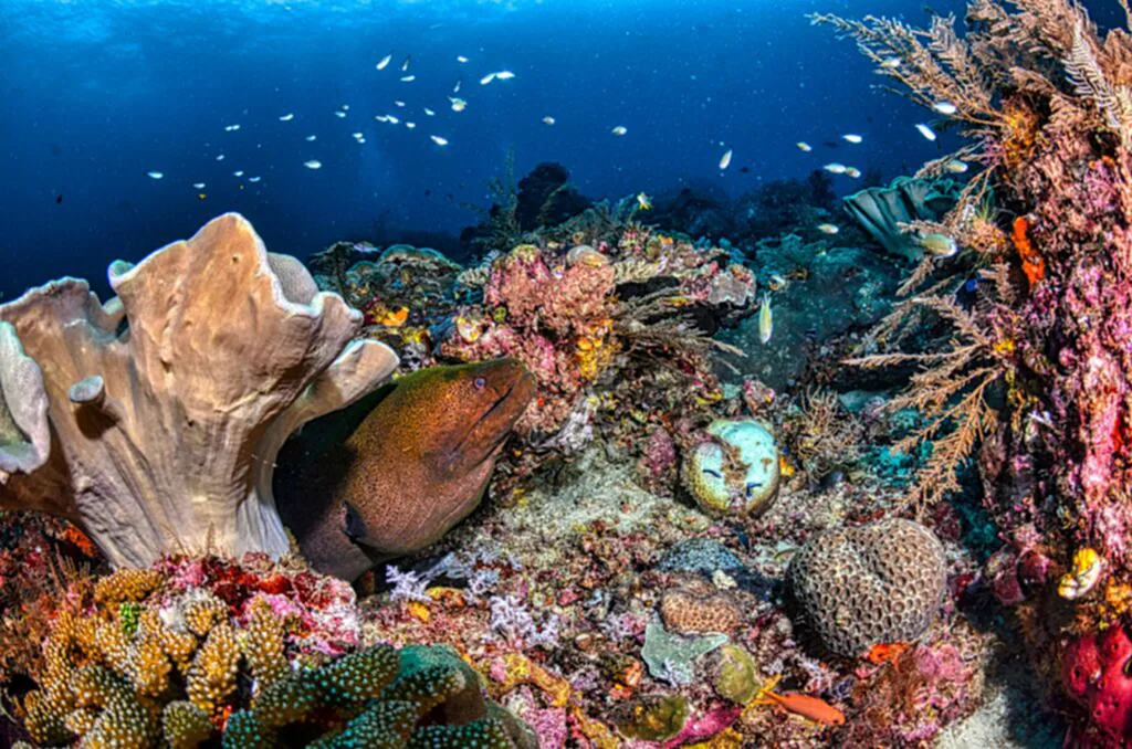 วันทะเลโลก, วันทะเลโลก 2566, วันมหาสมุทรโลก, 8 มิถุนายน, World Ocean Day, อนุรักษ์ทะเลและสัตว์น้ำ, ขยะในทะเล, สัตว์ทะเล, สิ่งมีชีวิตทางทะเล