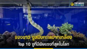 แจงข่าว งูสมิงทะเลปากเหลือง Top 10 งูที่มีพิษแรงที่สุดในโลก