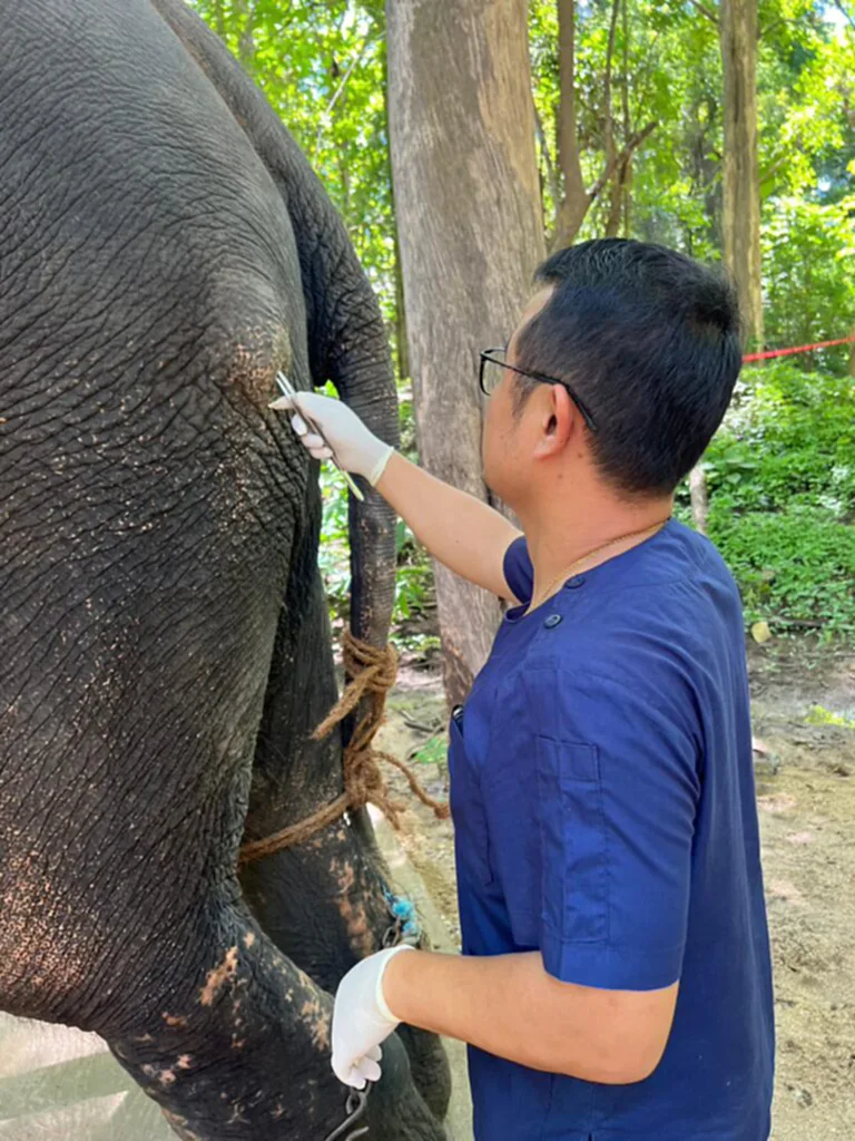 พลายศักดิ์สุรินทร์, ข่าว พลาย ศักดิ์ สุรินทร์ ล่าสุด, ช้างไทย, โรงพยาบาลช้าง ศูนย์อนุรักษ์ช้างไทย