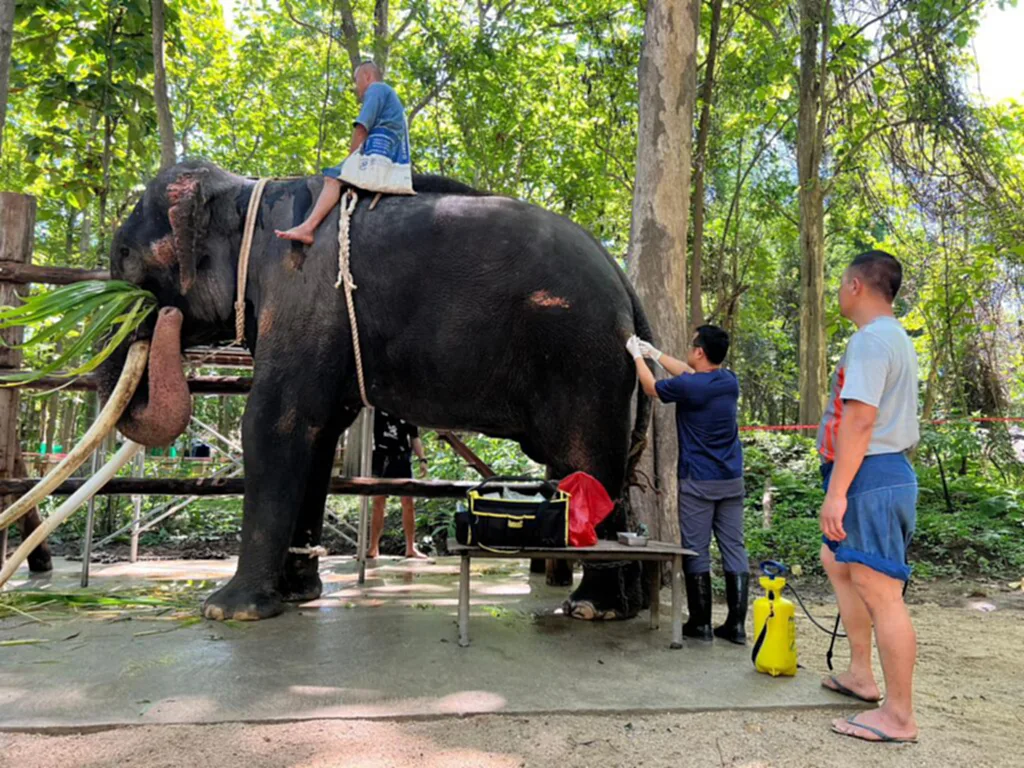 พลายศักดิ์สุรินทร์, ข่าว พลาย ศักดิ์ สุรินทร์ ล่าสุด, ช้างไทย, โรงพยาบาลช้าง ศูนย์อนุรักษ์ช้างไทย