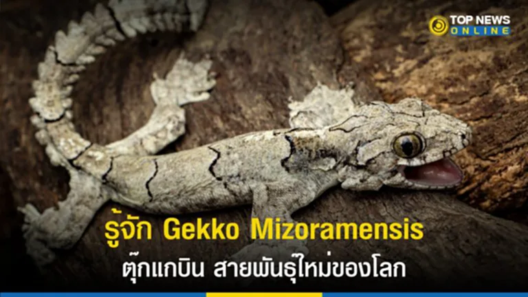 ตุ๊กแกบิน, Gekko Mizoramensis, Mizoram, Salamandra, สัตว์เลื้อยคลาน, Ptychozoon lionotum