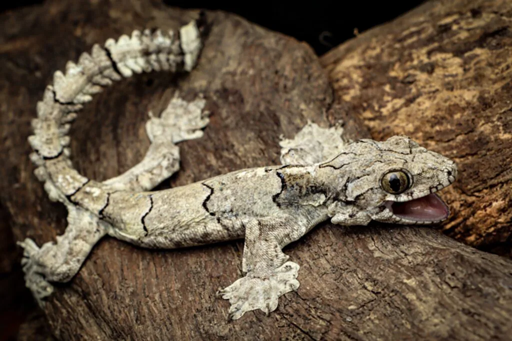 ตุ๊กแกบิน, Gekko Mizoramensis, Mizoram, Salamandra, สัตว์เลื้อยคลาน, Ptychozoon lionotum