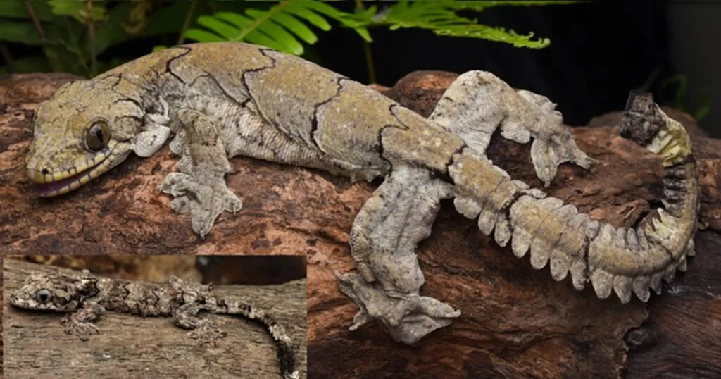 ตุ๊กแกบิน, Gekko Mizoramensis, Mizoram, Salamandra, สัตว์เลื้อยคลาน, Ptychozoon lionotum