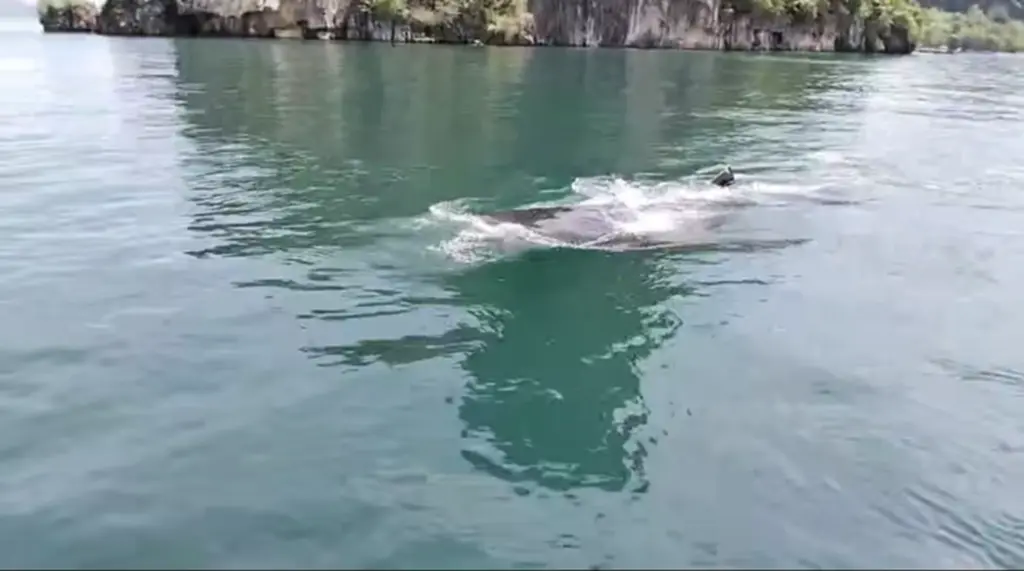 ฉลามวาฬ, Whale Shark, เกาะห้อง, อุทยานแห่งชาติธารโบกขรณี, ปลาที่มีขนาดใหญ่ที่สุดในโลก, กระบี่