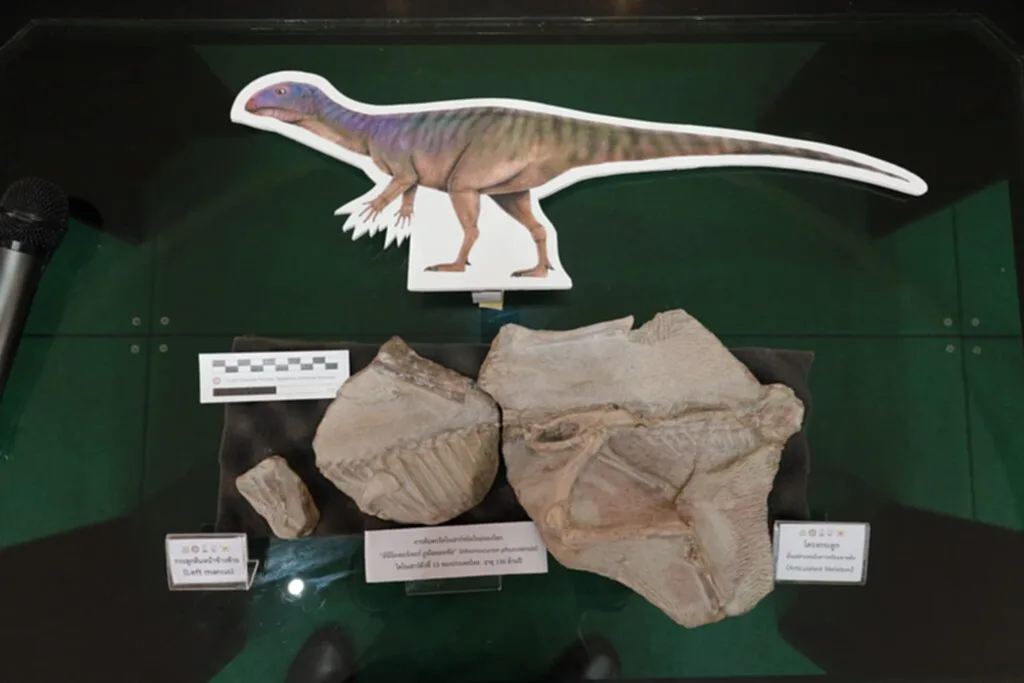 ไดโนเสาร์ชนิดใหม่ของโลก ค้นพบไดโนเสาร์ในไทยล่าสุด โครงกระดูกไดโนเสาร์ ในไทย ไดโนเสาร์ที่ถูกค้นพบในประเทศไทย ไดโนเสาร์ตัวแรกของโลก จังหวัดที่พบซากไดโนเสาร์