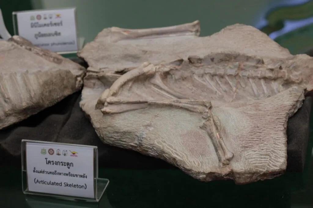 ไดโนเสาร์ชนิดใหม่ของโลก ค้นพบไดโนเสาร์ในไทยล่าสุด โครงกระดูกไดโนเสาร์ ในไทย ไดโนเสาร์ที่ถูกค้นพบในประเทศไทย ไดโนเสาร์ตัวแรกของโลก จังหวัดที่พบซากไดโนเสาร์