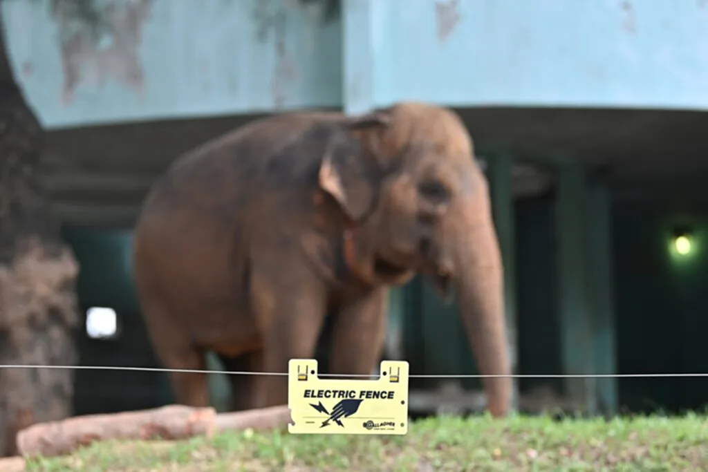 ช้างแก่, ช้างตัวเมีย, เวียดนาม, กลุ่มเรียกร้องสิทธิสัตว์, สวนสัตว์ฮานอย, Vietnam Animal Eyes