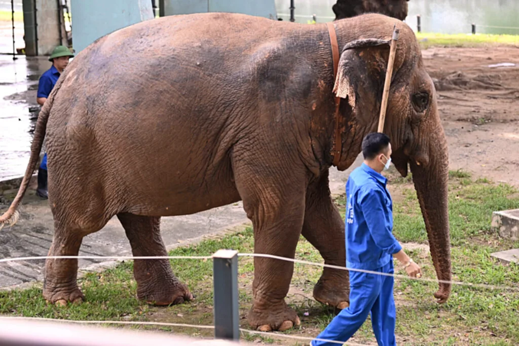 ช้างแก่, ช้างตัวเมีย, เวียดนาม, กลุ่มเรียกร้องสิทธิสัตว์, สวนสัตว์ฮานอย, Vietnam Animal Eyes