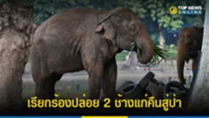 ช้างแก่, ช้างตัวเมีย, เวียดนาม, กลุ่มเรียกร้องสิทธิสัตว์, สวนสัตว์ฮานอย, Vietnam Animal Eyes