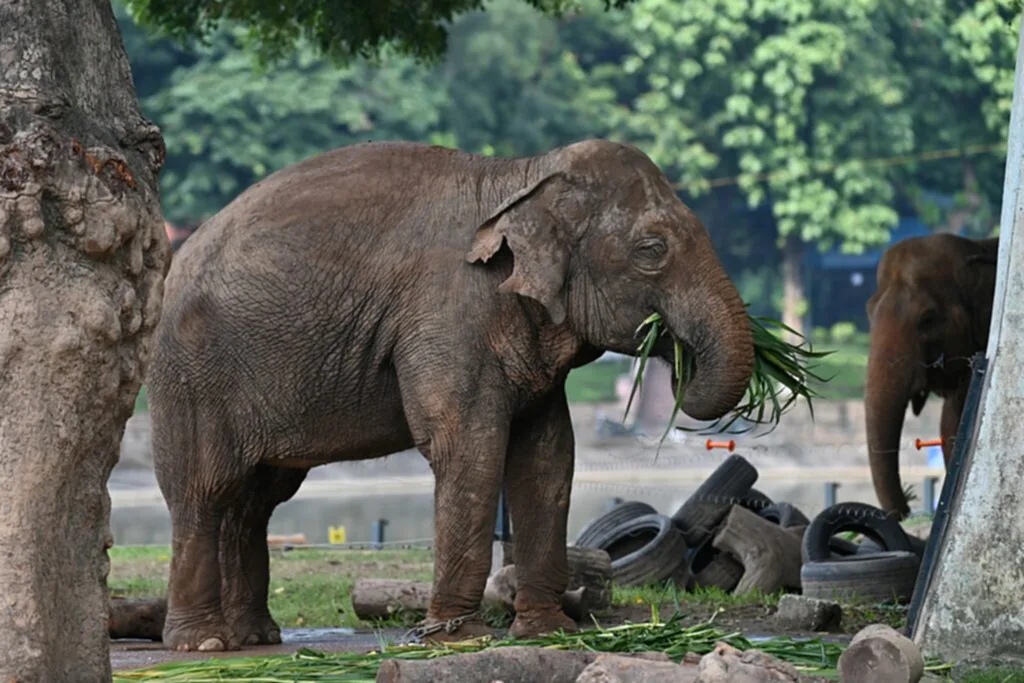 ช้างแก่, ช้างตัวเมีย, เวียดนาม, กลุ่มเรียกร้องสิทธิสัตว์, สวนสัตว์ฮานอย, Vietnam Animal Eyes