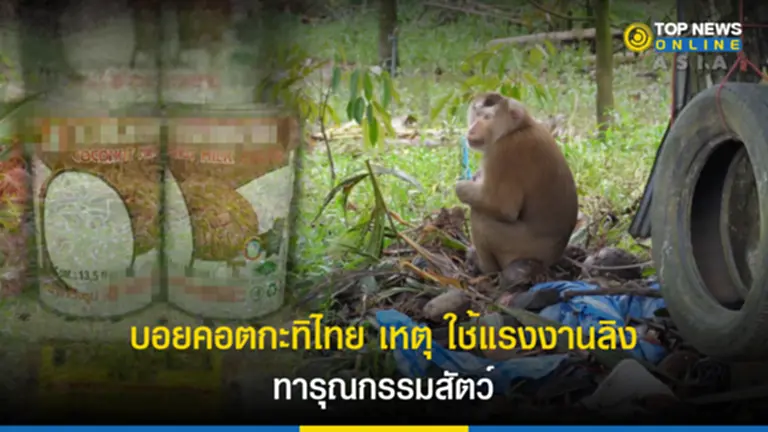 PETA, ลิงเก็บมะพร้าว, แรงงานลิง, ผลิตภัณฑ์มะพร้าว, ทารุณกรรมสัตว์, พีต้า, ลิงแสม, อุตสาหกรรมการผลิตมะพร้าว