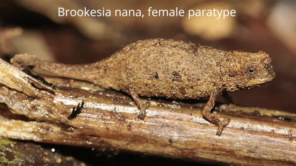 กิ้งก่าเล็กที่สุดในโลก, คาเมเลียน, Brookesia nana, เกาะมาดากัสการ์, Brookesia, กิ้งก่า, สัตว์ที่เสี่ยงต่อการสูญพันธุ์