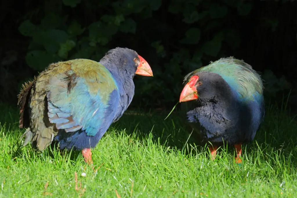 Takahē, นก Takahē, นิวซีแลนด์, สูญพันธุ์, สัตว์หายากที่สุดในโลก, นกทาคาเฮ, นกอีโก้งยักษ์