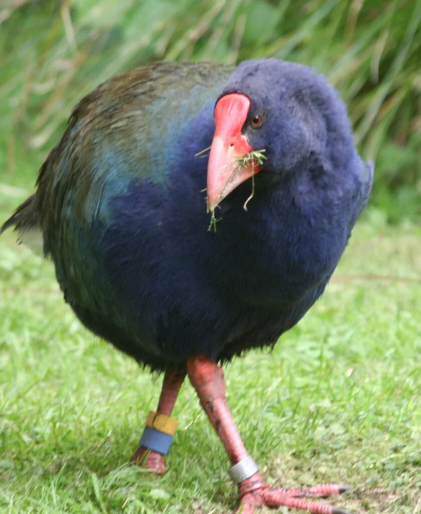 Takahē, นก Takahē, นิวซีแลนด์, สูญพันธุ์, สัตว์หายากที่สุดในโลก, นกทาคาเฮ, นกอีโก้งยักษ์