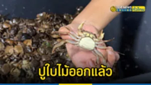 ผหแ