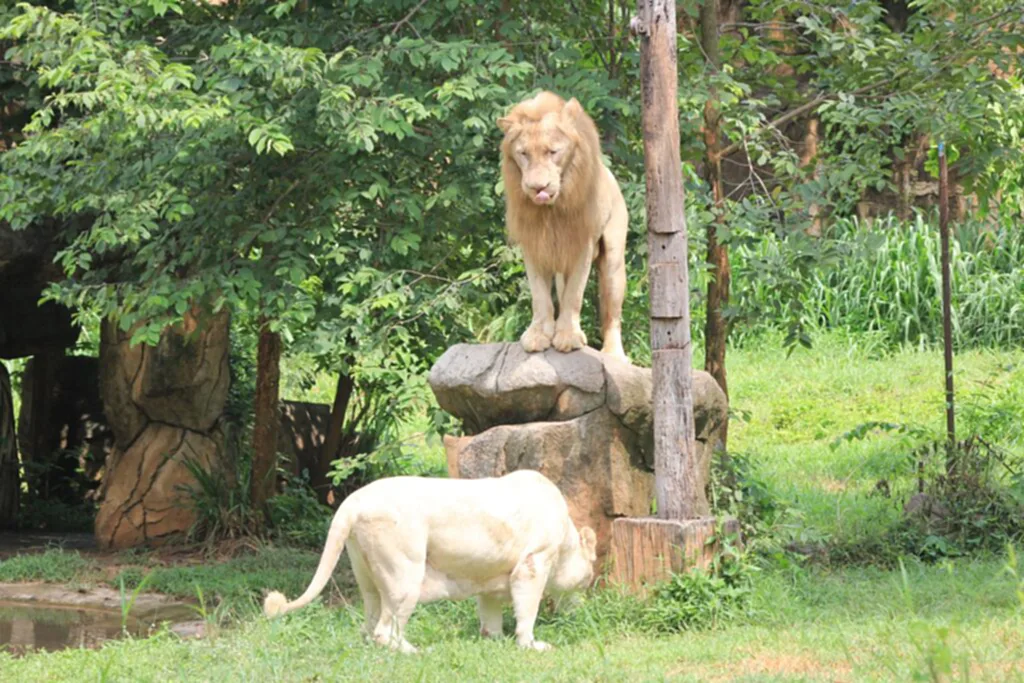 ค่าเข้าสวนสัตว์ 2566 ค่าเข้าสวนสัตว์ไทย ค่าบัตรสวนสัตว์ ค่าบัตรสวนสัตว์ 2566 สวนสัตว์ไทย