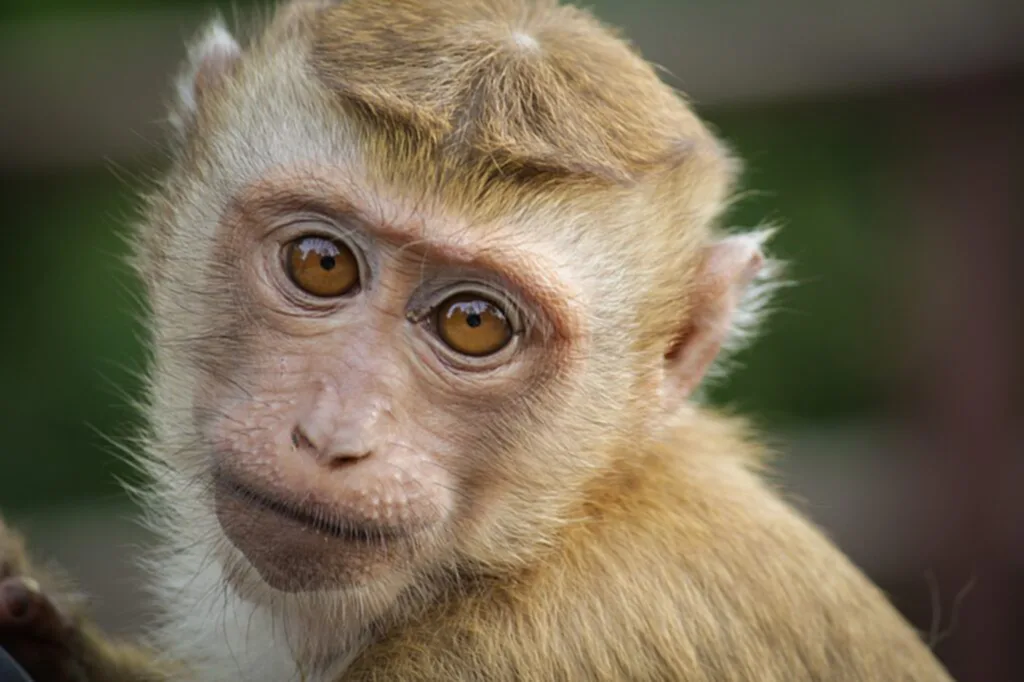 ฝีดาษลิงอาการ โรค ฝีดาษ ลิง ติดต่อ ทาง ไหน โรค ฝีดาษ ลิง สาเหตุ อาการ ของ โรค ฝีดาษ ลิง