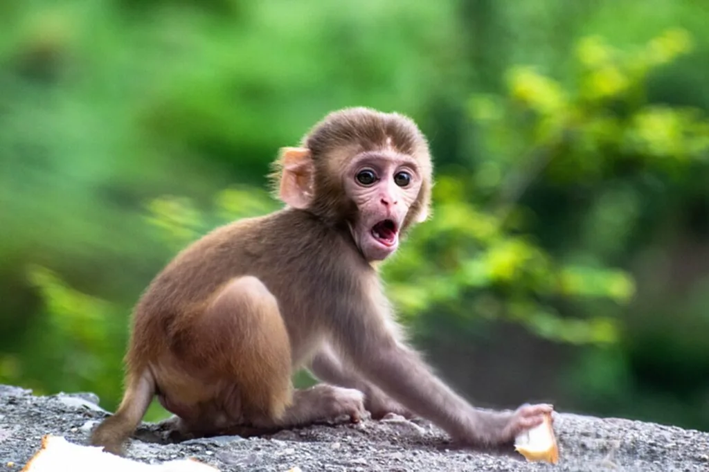 ฝีดาษลิงอาการ โรค ฝีดาษ ลิง ติดต่อ ทาง ไหน โรค ฝีดาษ ลิง สาเหตุ อาการ ของ โรค ฝีดาษ ลิง
