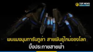 ทารันทูล่า,​ แมงมุมทารันทูล่า, บึ้งประกายสายฟ้า, พังงา, ป่าชายเลน, ม.ขอนแก่น