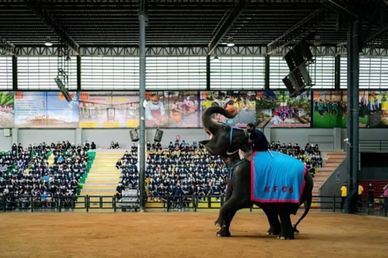 สวนนงนุช พัทยา สวนนงนุชพัทยา เข้าฟรี สวน นงนุช พัทยา ราคาบัตร สวนนงนุชพัทยา ค่าเข้า 2566 โปรโมชั่นสวนนงนุชเข้าฟรี 2566 สวน นงนุช ค่าเข้า ผู้ สูงอายุ โปรโมชั่นสวนนงนุชล่าสุด 