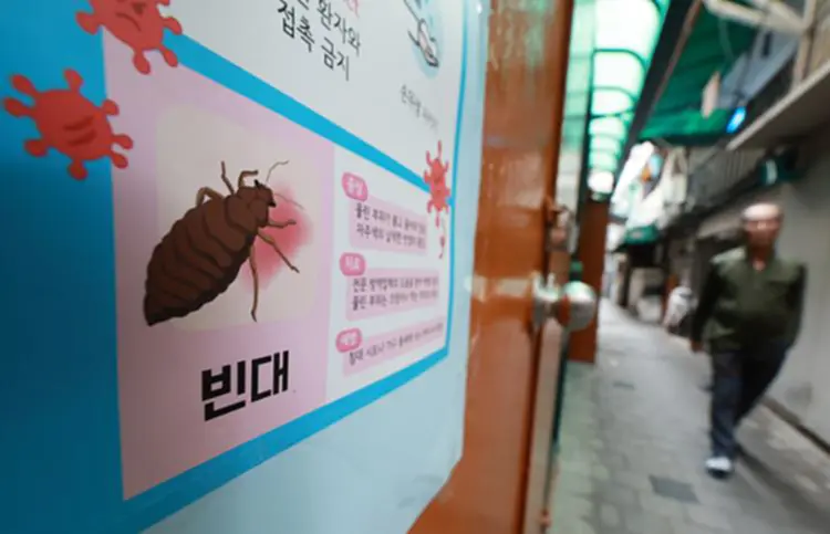 TOP News รายงาน เบดบัก (bedbugs) ใครผ่าน ตม. เข้าไปเที่ยว เกาหลีใต้ ช่วงนี้ได้ ไปพักที่ไหนต้องระวัง มีรายงานการพบ ตัวเรือด ในหลายเมือง รวมถึงหลายเขตในนครหลวงโซล จนต้องออกมาตรการกำจัดอย่างด่วน