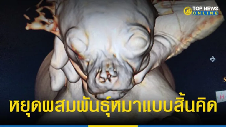 TOP News รายงานประเด็น หมาไซซ์เล็ก ทาสน้องหมาทั้งหลายไม่ควรมองข้าม เมื่อล่าสุด Crystal CT Scan by Crystal Pet Hospital โพสต์ภาพวอนฟาร์มหยุดผสมพันธุ์หมาแบบสิ้นคิด...หวังแต่เงิน โดยไม่คำนึงคุณภาพชีวิตของสัตว์