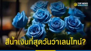 ดอกกุหลาบสีน้ำเงิน ที่สุดตำนานรัก วาเลนไทน์ 14 กุมภาพันธ์