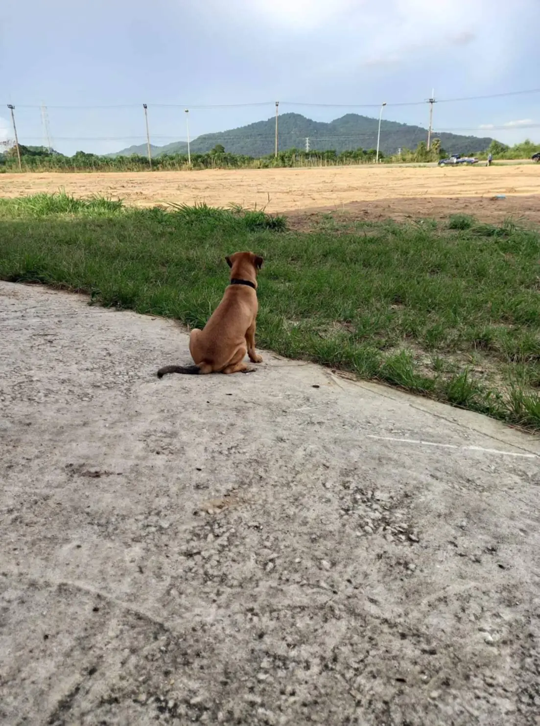 ติดป้ายทั่วหมู่บ้าน "ระวังคนกินหมา" 