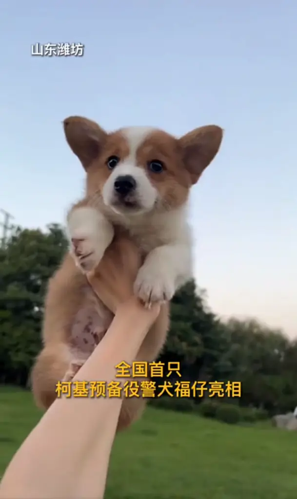 เปิดตัว คอร์กี้ เจ้าแง่งขิงสุดเจ๋ง อายุเพียง 6 เดือน ว่าที่สุนัขตำรวจจีน สายพันธุ์สุนัขทรงเลี้ยงของควีนเอลิซาเบธที่ 2