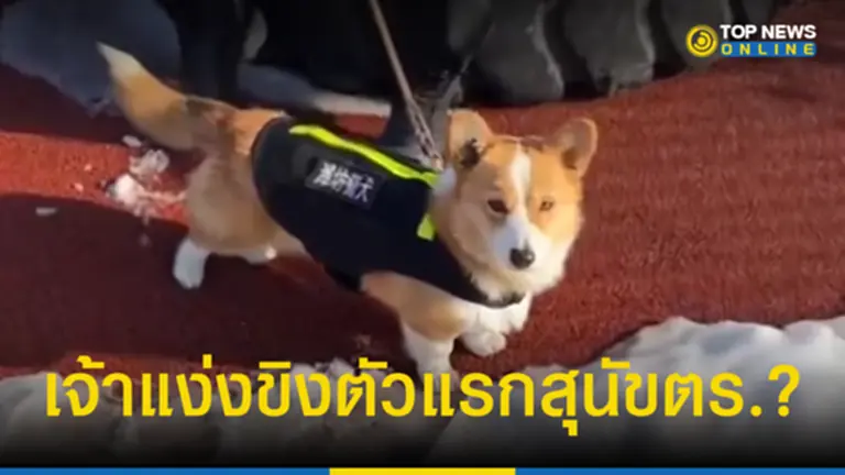 รู้จัก คอร์กี้ ว่าที่สุนัขตำรวจจีน ตัวแรกอายุเพียง 6 เดือน