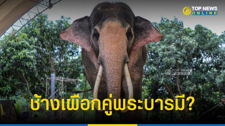 วันช้างไทย 13 มีนาคม ช้างเผือกคู่พระบารมีพระมหากษัตริย์ไทย