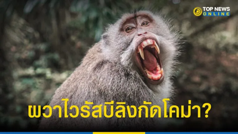 Monkey B ชายวัย 37 ปี ถูกกัดติดเชื้อโคม่า ลิงในไทยมีเชื้อ?